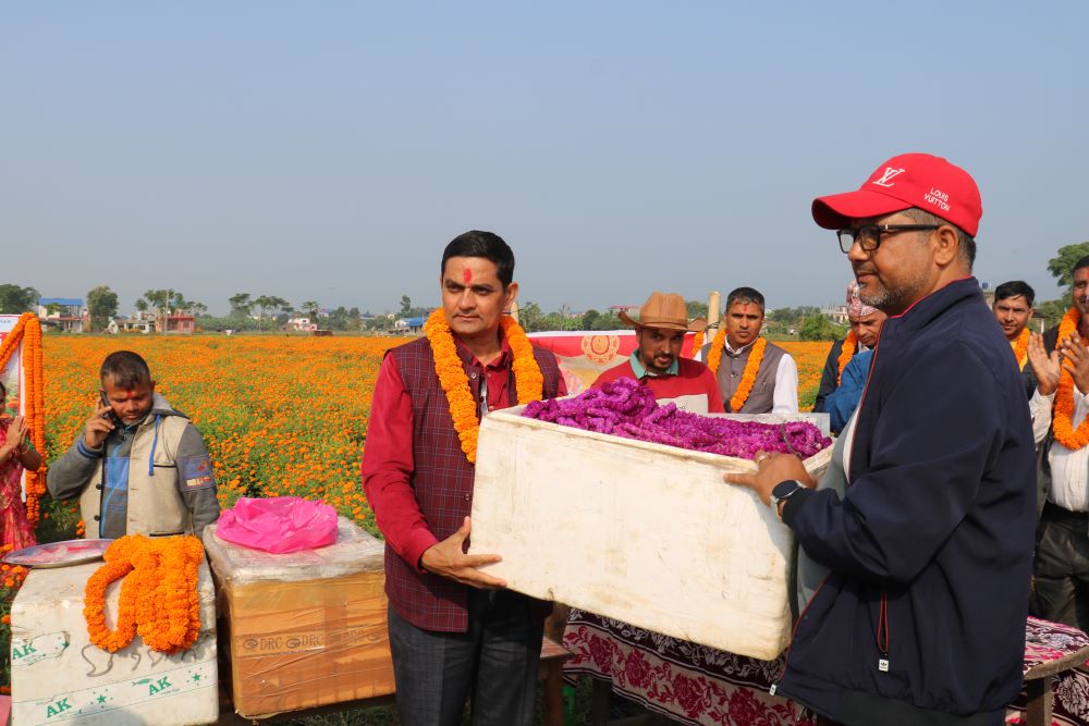 चितवनको सयपत्री र मखमली हङकङ निर्यात   